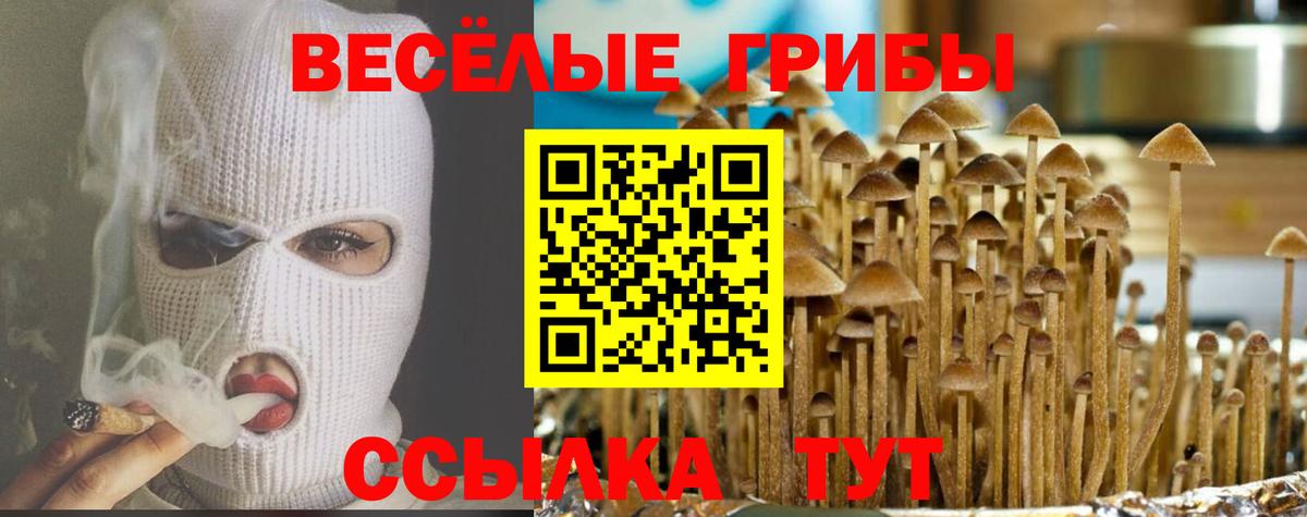 Псилоцибиновые грибы мицелий Новочебоксарск